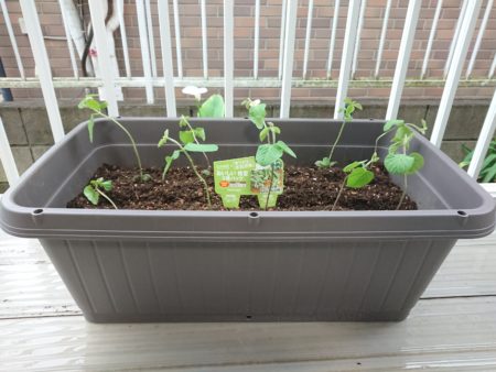 プランターに枝豆の苗を植えました