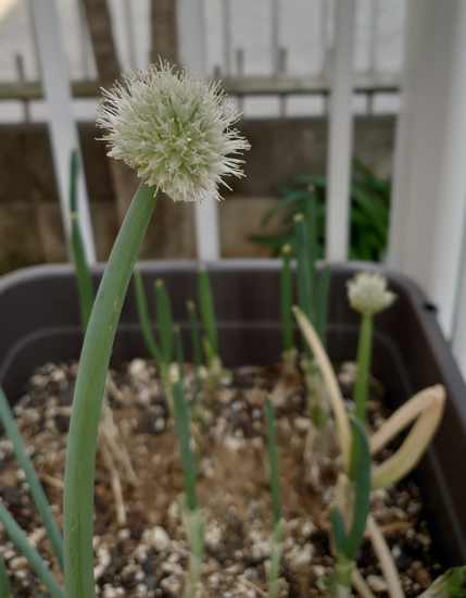 ねぎぼうず つぶろぐ