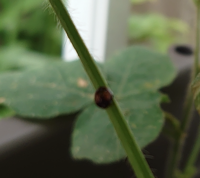 ふたつ星てんとう虫に似た虫。ヘリグロテントウノミハムシ