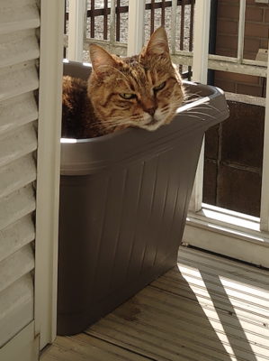 プランターにいる猫。愛猫つぶ
