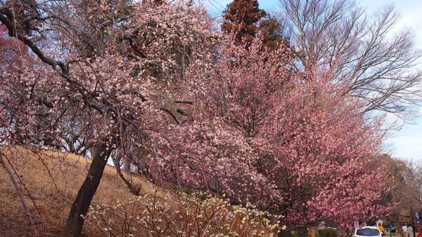 あけぼの山農業公園の梅園
