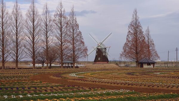 あけぼの山農業公園。風車とメタセコイア