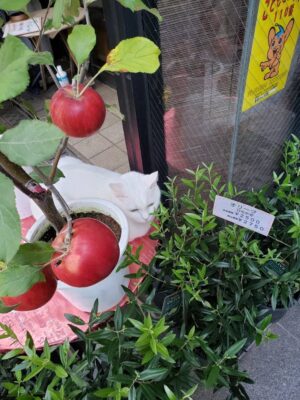 お花屋さんの店先にて。りんごと桃之助さん（ねこ）。