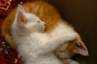 2匹一緒に寝る子猫