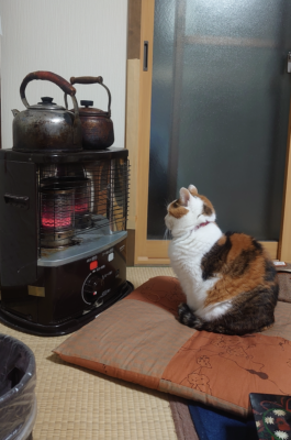 ストーブで暖まるねこ