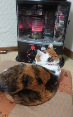 ストーブの前で寝るねこ