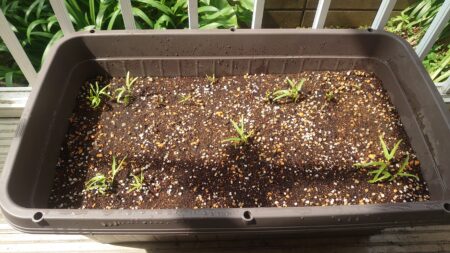 空芯菜　種まきから10日後