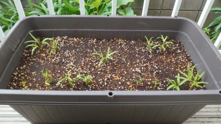 空芯菜　種まきから約2週間後