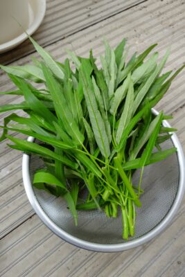 空芯菜　初収穫