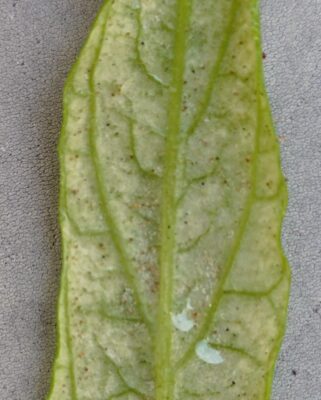 空芯菜の葉裏についたハダニ