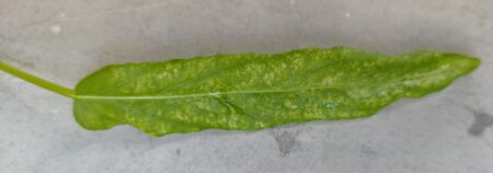 ハダニにやられた空芯菜