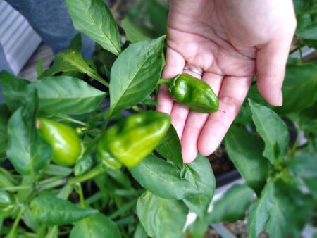 猛暑の影響？　ピーマンが小さい
