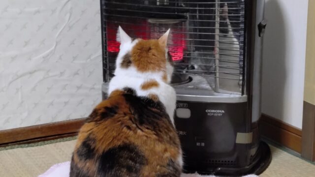 ストーブにあたるねこ