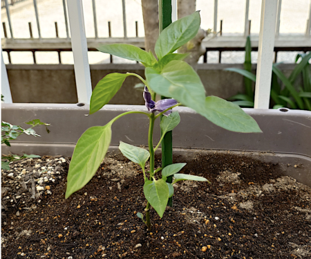 ピーマンの定職。仮支柱立て