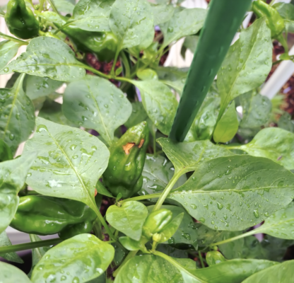 ピーマンの日焼け果