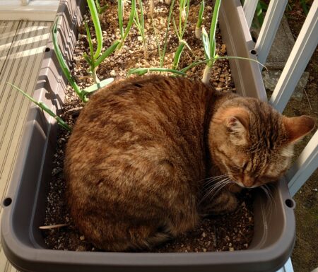 愛猫つぶ