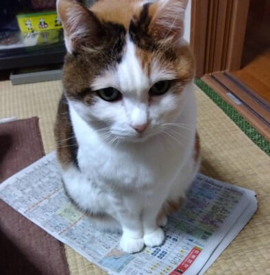 何かに気づくねこ