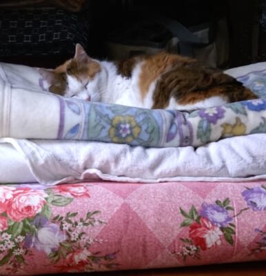 畳んだ布団の上で寝るねこ