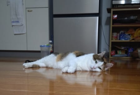 浮かない顔のねこ 実家のチビ