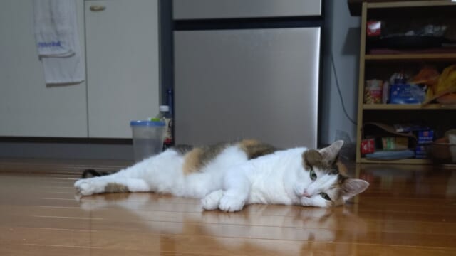 浮かない顔のねこ