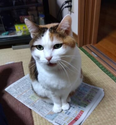 訴えるねこ